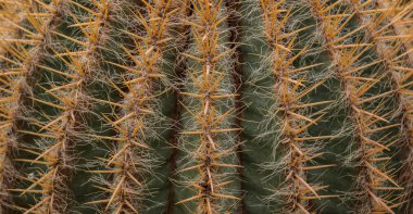 Kaunas Botanik Bahçesi III