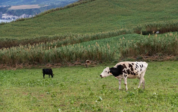 S. Miguel Cows III — Stock Photo, Image