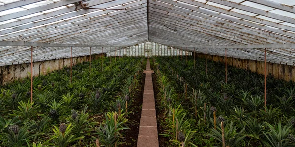 Plantação de abacaxi III — Fotografia de Stock