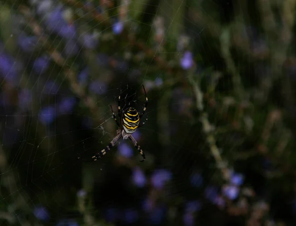 Aranha da vespa — Fotografia de Stock
