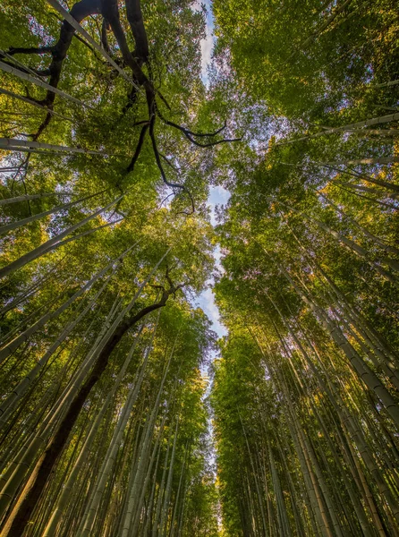 Ein Panoramabild Des Bambuswaldes Kyoto — Stockfoto