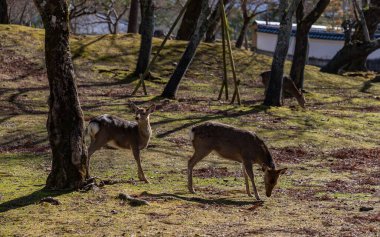 Nara Parkı 'nda (Nara) gezinen bir grup Sika geyiğinin resmi.).
