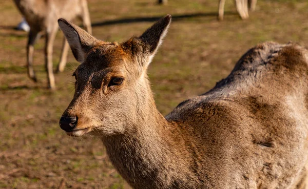 在奈良公园 奈良公园 散步的赛卡鹿之一的特写照片 — 图库照片