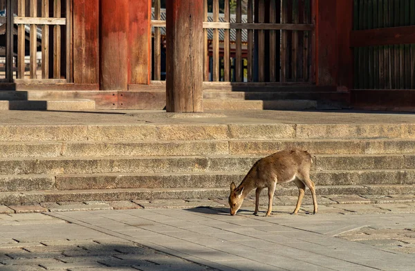 Uma Foto Dos Cervos Sika Que Vagueiam Pelo Parque Nara — Fotografia de Stock