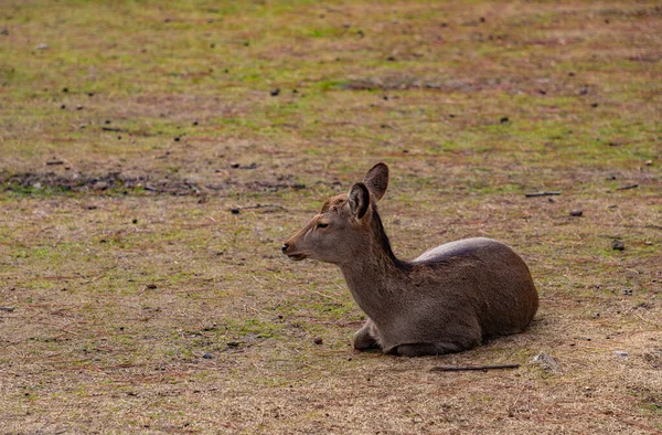 Una Foto Uno Dei Cervi Sika Che Vagano Parco Nara — Foto Stock