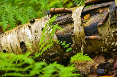 Düşmüş bir ağaç