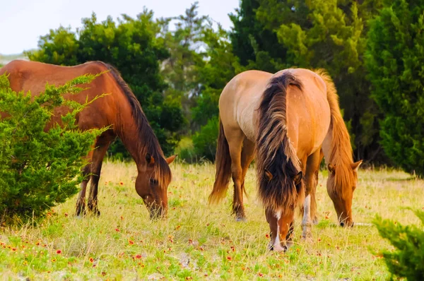 Cavalos selvagens comendo — Fotografia de Stock
