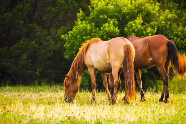 Horses Eating Grass — Stock Photo, Image