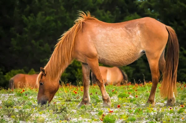 Un cheval qui mange Images De Stock Libres De Droits
