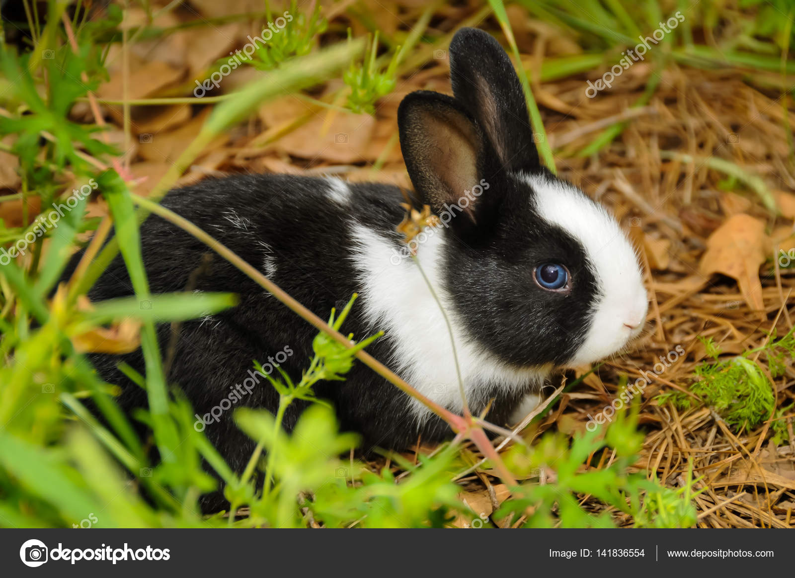 Black and White Rabbit — Stock Photo © Moonborne #141836554