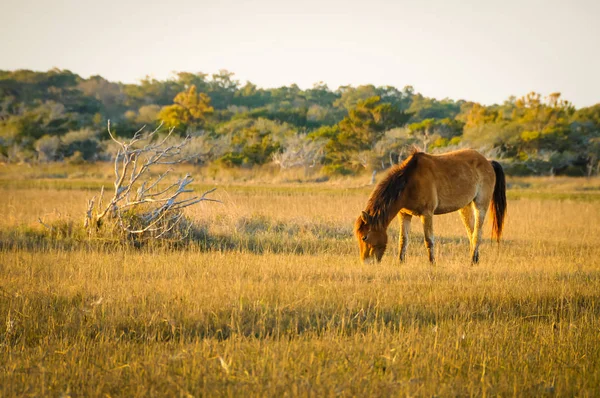 Um cavalo comedor — Fotografia de Stock