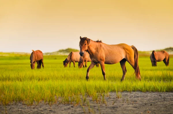 Ein wilder Hengst — Stockfoto