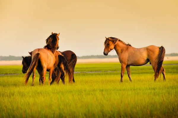 Einige Wildpferde — Stockfoto