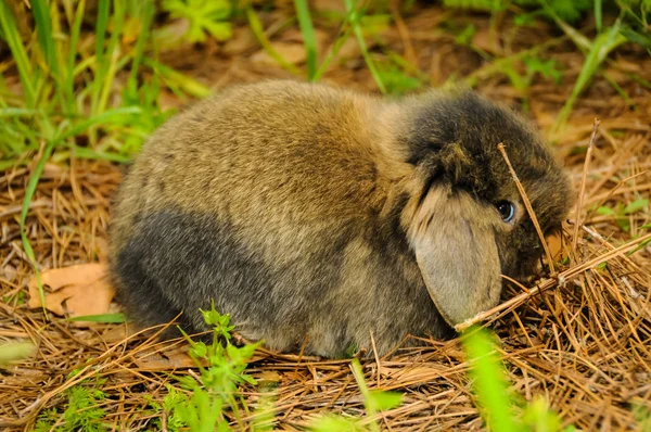 Un coniglio bruno — Foto Stock