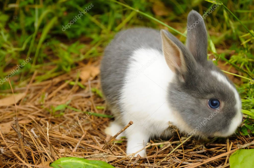 Graue und weiße Kaninchen — Stockfoto © Moonborne #141988672