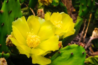 Yellow Flowers and Cactus clipart