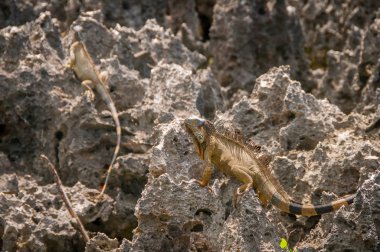 Kertenkele bir kayanın üzerinde