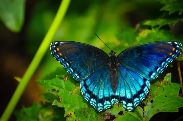 Un papillon bleu — Photo