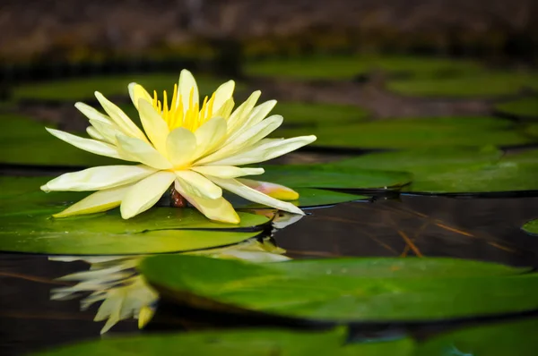 Lirio de agua amarillo — Foto de Stock