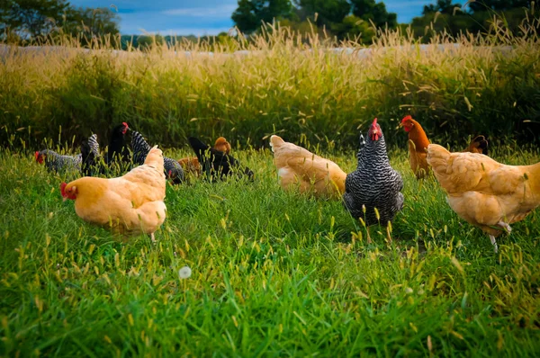 Koppel van kippen — Stockfoto
