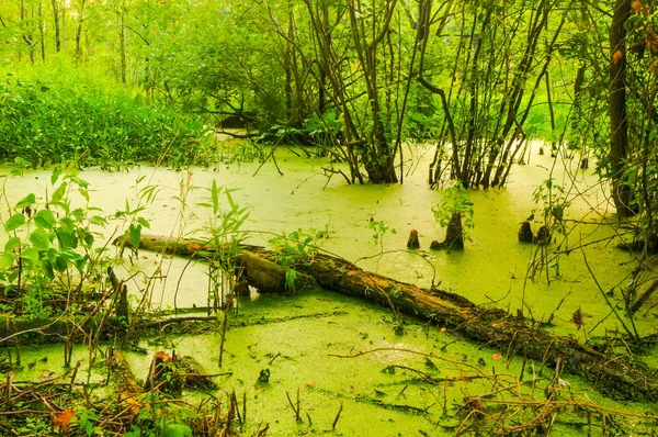 在池塘里棵倒下的树 — 图库照片