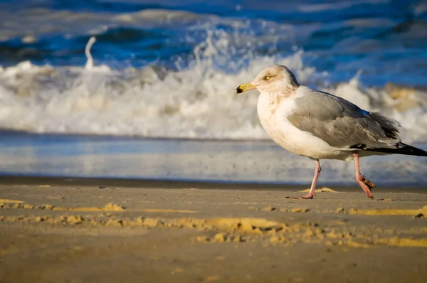 Gaviota en la playa — Foto de Stock