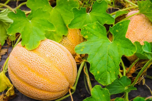 Cantaloupe on a Vine — Stock Photo, Image