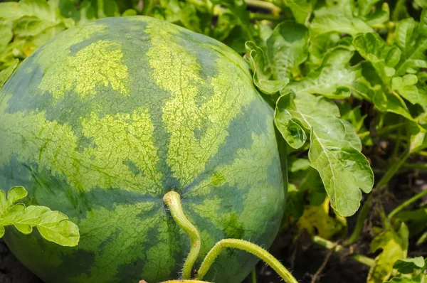 Pastèque sur une vigne — Photo