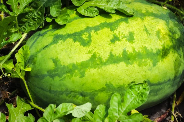 Wassermelone im Garten — Stockfoto