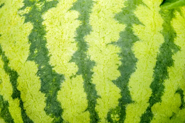 Linien auf einer Wassermelone — Stockfoto