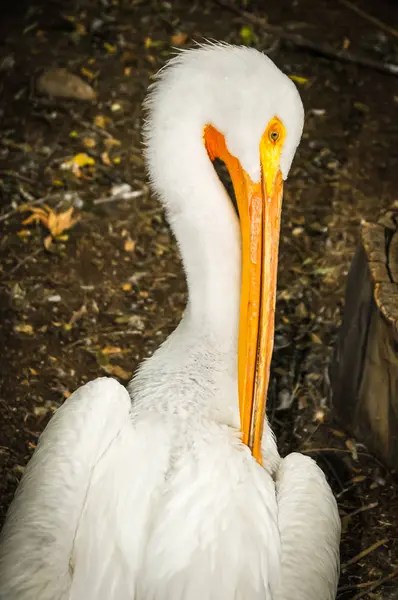 Um pelicano de pé — Fotografia de Stock