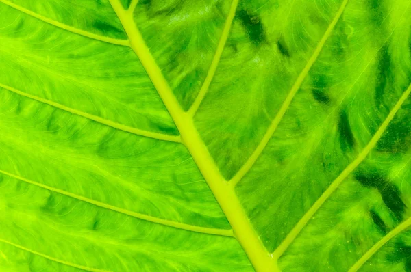 Grönt blad närbild — Stockfoto