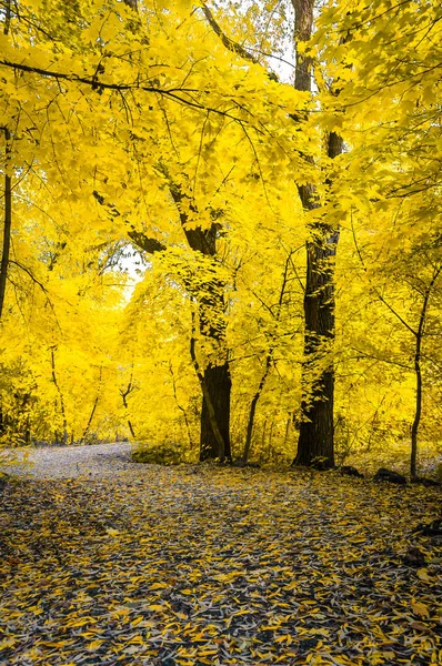 Estrada de árvore dourada — Fotografia de Stock