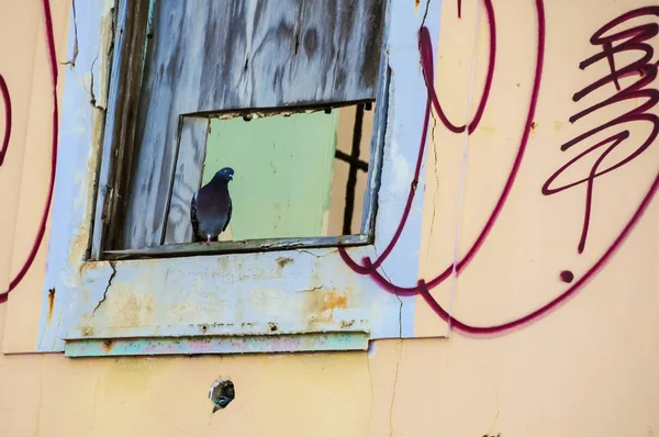 Pigeon dans la fenêtre — Photo