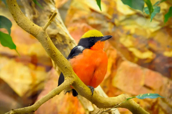 Egy színes madár — Stock Fotó