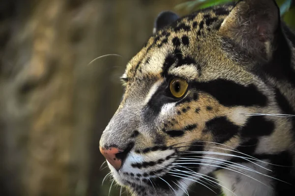 Dystra Leopard huvudet — Stockfoto