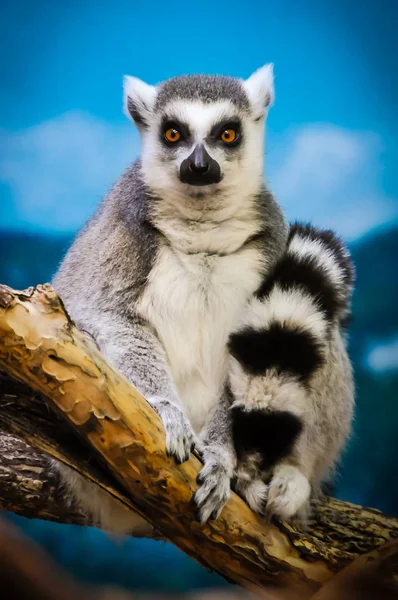 Görünümlü Lemur 