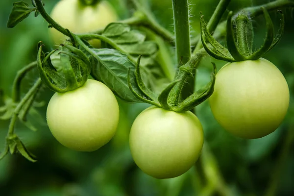Tomates vertes non mûres — Photo