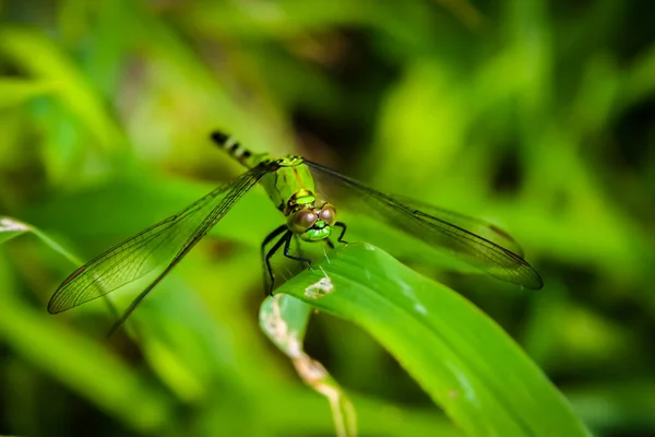 Descansando Libélula Verde — Fotografia de Stock