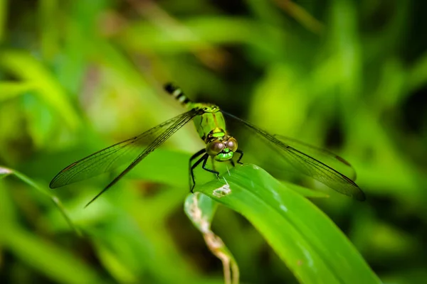 Libellule verte sur l'herbe — Photo