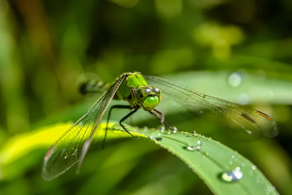 Libélula na grama — Fotografia de Stock