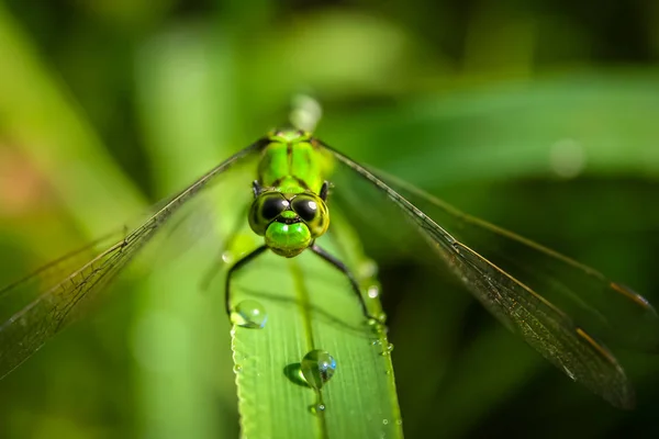 Uma libélula verde — Fotografia de Stock