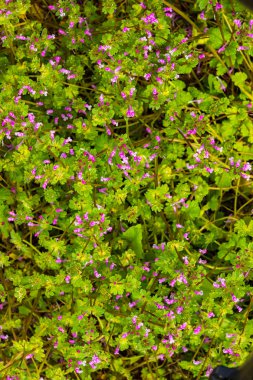 Mor kır çiçekleri 