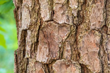 Ağaç kabuğu. 