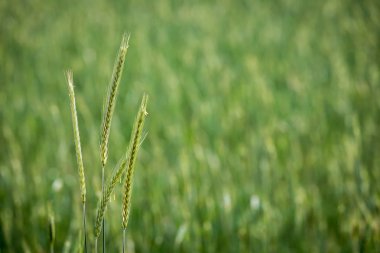 Çavdar yakın çekim