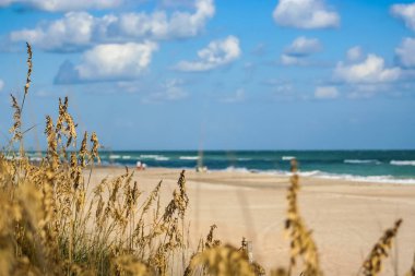 Kumsalda çimenler üzerinde seyir