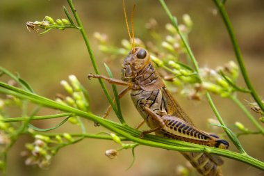 A Brown Grasshopper clipart