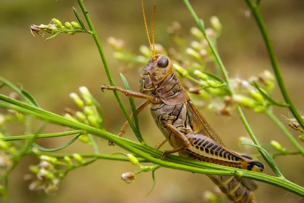 Un saltamontes marrón — Foto de Stock