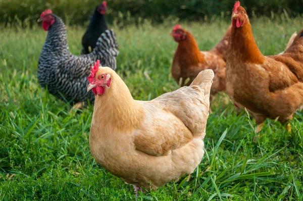 Quelques poulets itinérants Photos De Stock Libres De Droits