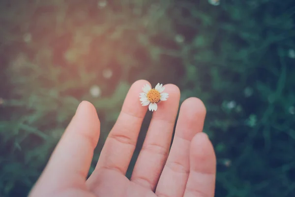 Hand holding beautiful blooming flower — Stock Photo, Image